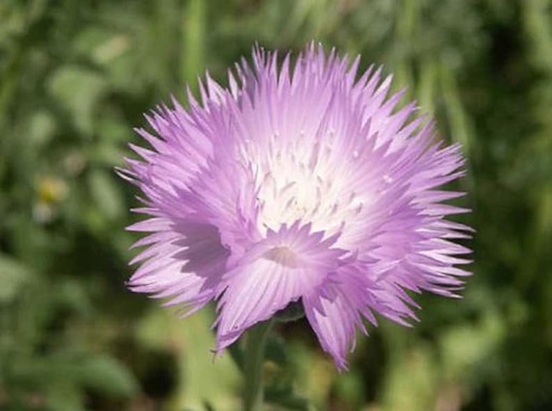 Erbstück Sweet Sultan Imperialis Mix Blumensamen Garten Bio Non Gmo Einjährige Amberboa moschata Bild 1