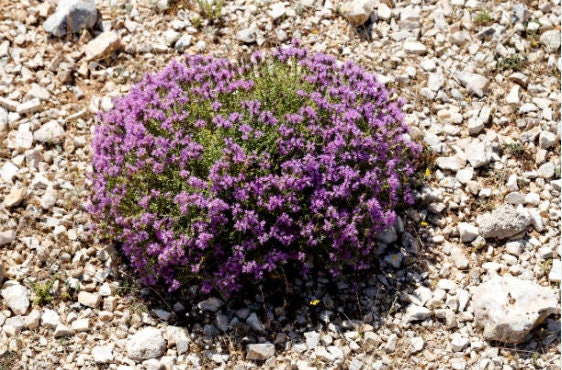 Seeds by Greenlane Gardens Herb of Courage Perennial It Makes for Excellent Coverage and so Easy for Rock Garden Sold and Shipped Within Canada Organic Creeping Thyme Herb 100 Seeds by Greenlane Gardens Herb of Courage Perennial It Makes for Excellent Coverage and so Easy for Rock Garden Sold and Shipped Within Canada Organic Creeping Thyme Herb 100