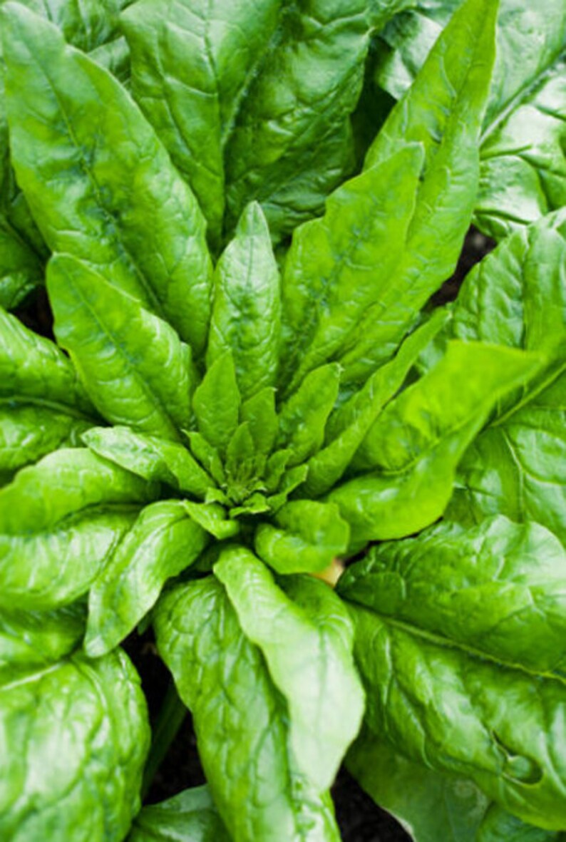 Heirloom Spinach Monstrueux de Viroflay Vegetable Seed Garden Etsy