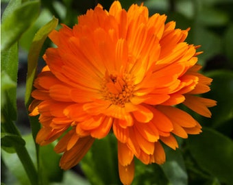 Calendula, English Marigold Flower Seeds - Heirloom, Medicinal Herb, Cut Flowers, Edible, Open Pollinated, Non-GMO