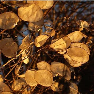 Money Plant Flower Seeds: Heirloom Lunaria, Silver Dollar, Pollinator Garden image 8