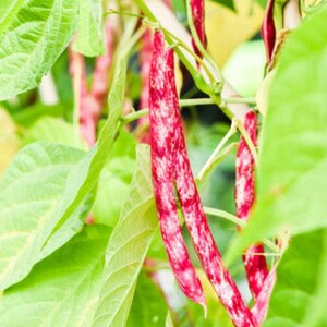 Heirloom French Horticultural Half Runner Bean Seeds - Organic, Non-GMO Bild 7