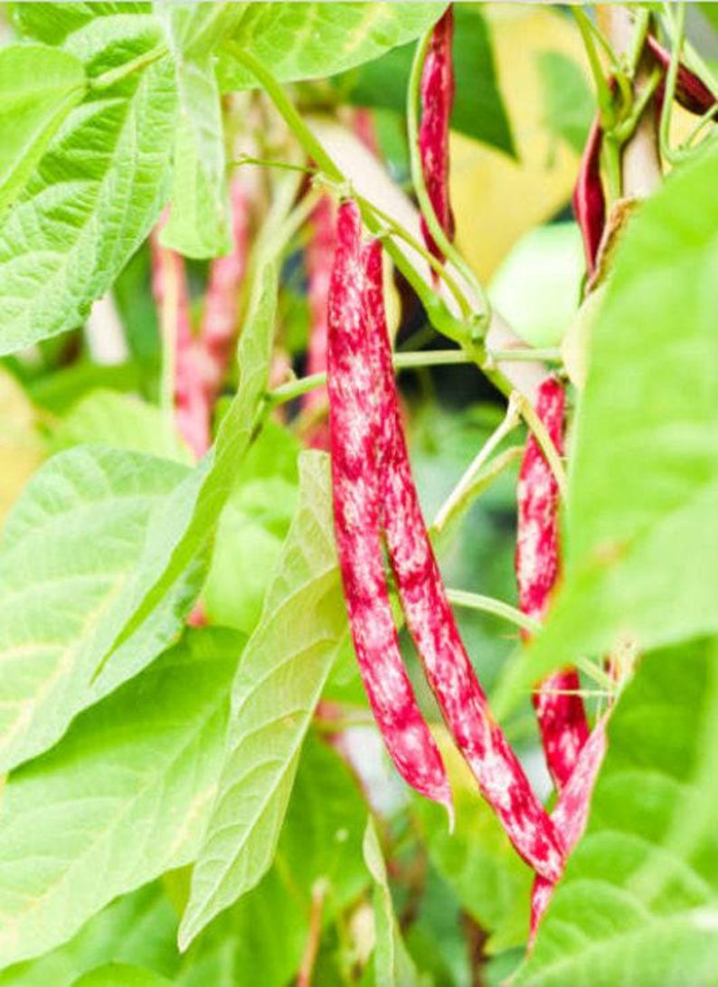 Heirloom French Horticultural Half Runner Bean Seeds - Organic, Non-GMO Bild 7