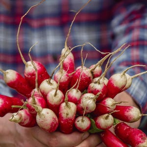 French Breakfast Heirloom Radish Seeds - Organic, Non-GMO