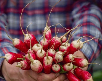 French Breakfast Heirloom Radish Seeds - Organic, Non-GMO