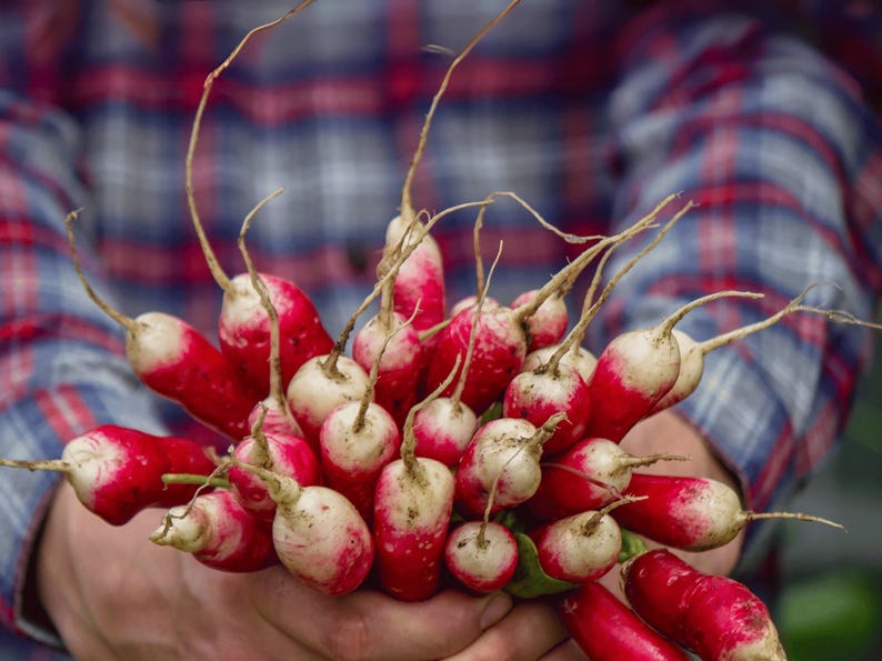 French Breakfast Heirloom Radish Seeds - Organic, Non-GMO image 1