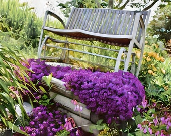 Creeping Thyme 300+ Seeds - Heirloom Herb, Culinary & Medicinal, Fragrant Ground Cover,  Open Pollinated, Non-GMO (Thymus Serpyllum)