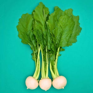 May include: Three white turnip bulbs with green leafy tops on a turquoise background.