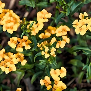 Mexican Mint, Mexican Tarragon Herb Seeds - Ancient Medicinal & Culinary Herb, Easy to Grow Marigold Tea Garden (Tagetes lucida)