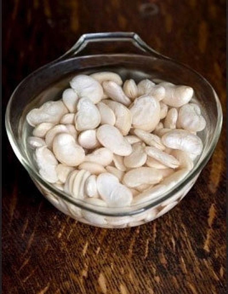 Heirloom Lima Bean King of the Garden Vegetable Seed Organic Etsy
