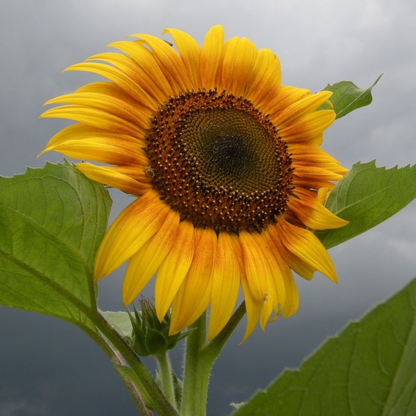 Mammoth Grey Stripe Heirloom Sunflower Seeds - Medicinal Flower, Tall Annual Hedge, Open Pollinated, Non-GMO (Helianthus annuus)