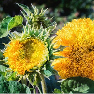 Heirloom Teddy Bear Sunflower Seeds image 5