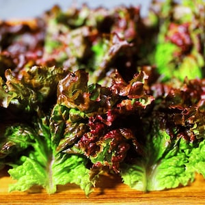 Ruby Leaf Lettuce Heirloom Seeds - Organic, Non-GMO