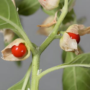 Ashwagandha 30+ Heirloom Seeds - Indian Ginseng, Ayurvedic Medicinal Herb, Open Pollinated, Non-GMO immagine 6