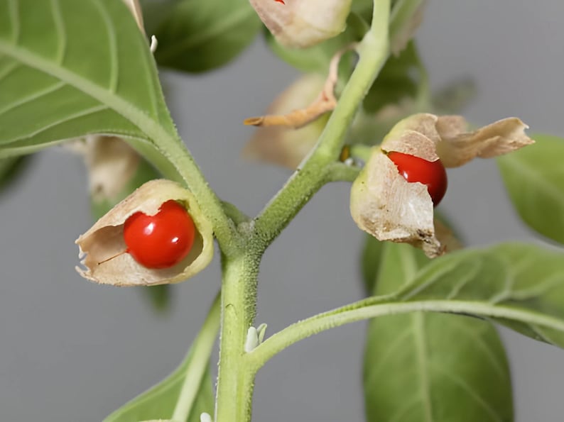 Ashwagandha 30+ Heirloom Seeds - Indian Ginseng, Ayurvedic Medicinal Herb, Open Pollinated, Non-GMO immagine 6