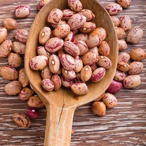 Heirloom Pinto Bean Seeds: Organic Half Runner Shelling