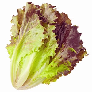 May include: A head of red leaf lettuce with green and red leaves.