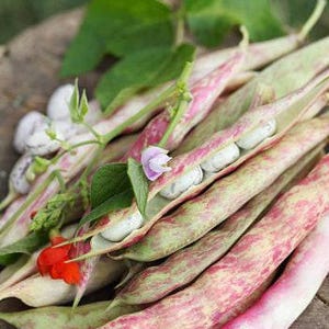 Heirloom French Horticultural Half Runner Bean Seeds - Organic, Non-GMO Bild 4