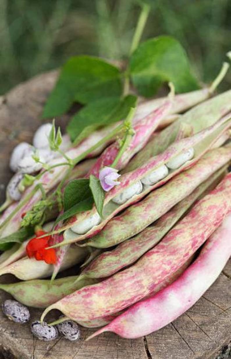 Heirloom French Horticultural Half Runner Bean Seeds - Organic, Non-GMO Bild 4