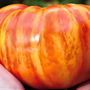 Heirloom Big Rainbow Tomato Seeds - Beefsteak, Organic, Non-GMO