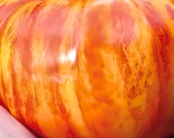 May include: A large, ripe tomato with a vibrant orange and red striped pattern. The tomato has a smooth, glossy skin and a slightly elongated shape.