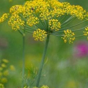Bouquet Dill Heirloom Herb Seeds - Swallowtail Butterfly Host Plant, Organic, Non-GMO zdjęcie 3