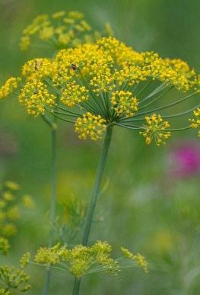Bouquet Dill Heirloom Herb Seeds - Swallowtail Butterfly Host Plant, Organic, Non-GMO zdjęcie 3