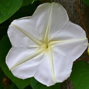 Moonflower Heirloom Flower Seeds - Night Blooming Vine, Huge Fragrant Blossoms, Easy to Grow