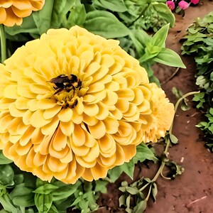 Canary Bird Zinnia Heirloom Flower Seeds