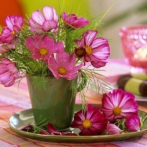 Picotee Cosmos Heirloom Flower Seeds image 7