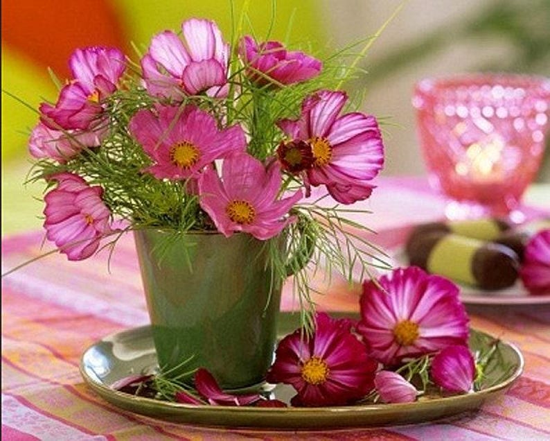 Picotee Cosmos Heirloom Flower Seeds image 7