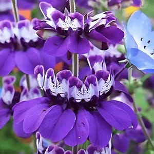 Chinese Houses Heirloom Flower Seeds - Native Wildflower, Checkerspot Butterfly Host, Collinsia Heterophylla