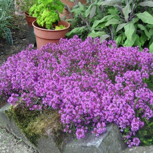 Creeping Thyme 300+ Seeds - Heirloom Herb, Culinary & Medicinal, Fragrant Ground Cover, Open Pollinated, Non-GMO image 4