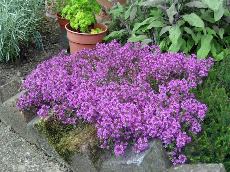 Creeping Thyme 300+ Seeds - Heirloom Herb, Culinary & Medicinal, Fragrant Ground Cover, Open Pollinated, Non-GMO image 4