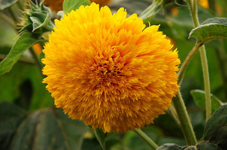 Heirloom Teddy Bear Sunflower Seeds image 4