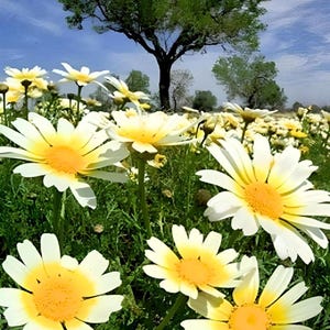 Garland Daisy Heirloom Flower Seeds - Chrysanthemum Edible Wildflower