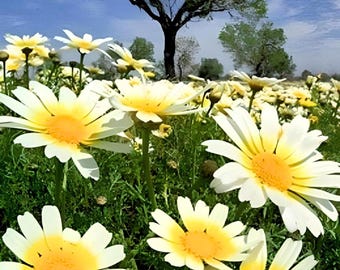 Garland Daisy Heirloom Flower Seeds - Chrysanthemum Edible Wildflower