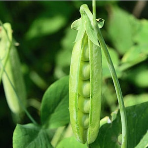 Heirloom Lincoln Shelling Peas Seeds Organic, Non-GMO image 6