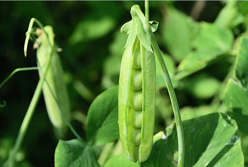 Heirloom Lincoln Shelling Peas Seeds Organic, Non-GMO image 6