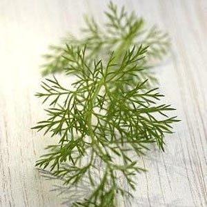Bouquet Dill Heirloom Herb Seeds - Swallowtail Butterfly Host Plant, Organic, Non-GMO zdjęcie 5