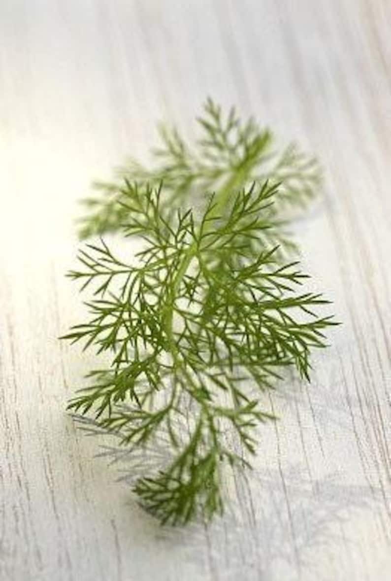 Bouquet Dill Heirloom Herb Seeds - Swallowtail Butterfly Host Plant, Organic, Non-GMO zdjęcie 5