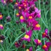 Seedville USA – Semillas De Linaria Marruecos (Napdragon) Rosa – 2000 Semillas Florales Para Jardín