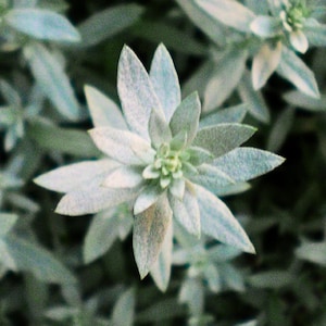 Smudging Sage Wildflower Heirloom Seeds - Prairie Sage Herb (Artemisia ludoviciana)