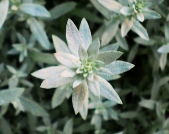 Smudging Sage Wildflower Heirloom Seeds - Prairie Sage Herb (Artemisia ludoviciana)