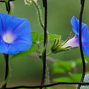 Heirloom Morning Glory Mixed Colors Flower Seed Organic Garden Non Gmo image 2