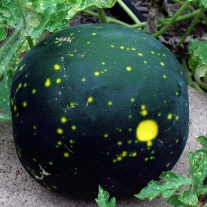 Heirloom Moon & Stars Watermelon Seeds - Organic, Non-GMO