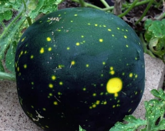 Heirloom Moon & Stars Wassermelonenkerne - Biologisch, Non-GMO