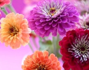 Heirloom Lilliput Blend Zinnia Seeds