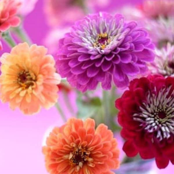 Heirloom Lilliput Blend Zinnia Seeds