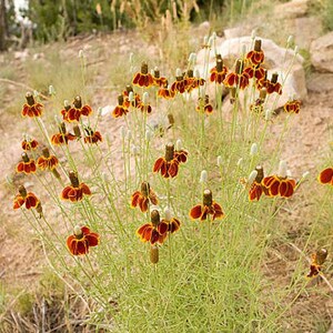 Mexican Hat Flower Seeds: Heirloom Prairie Coneflower, Native Wildflower image 4